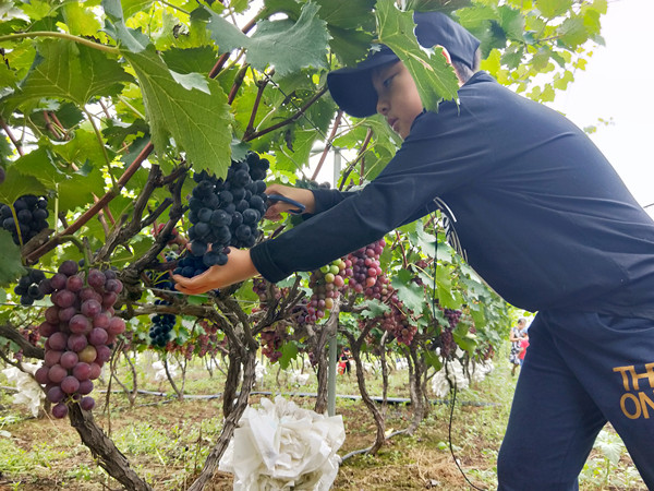 易视界小客户摘葡萄ing